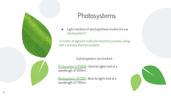 Photosystems “ ● Light reactions of photosynthesis involve the use photosystems* *a cluster of