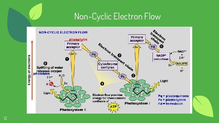 Non-Cyclic Electron Flow 12 