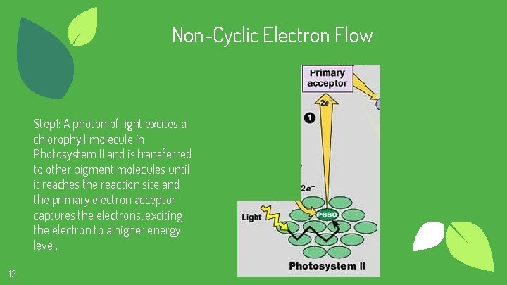 Non-Cyclic Electron Flow Step 1: A photon of light excites a chlorophyll molecule in
