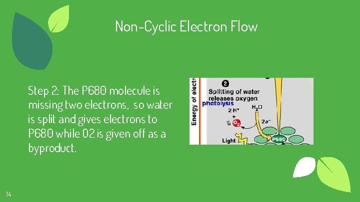 Non-Cyclic Electron Flow Step 2: The P 680 molecule is missing two electrons, so