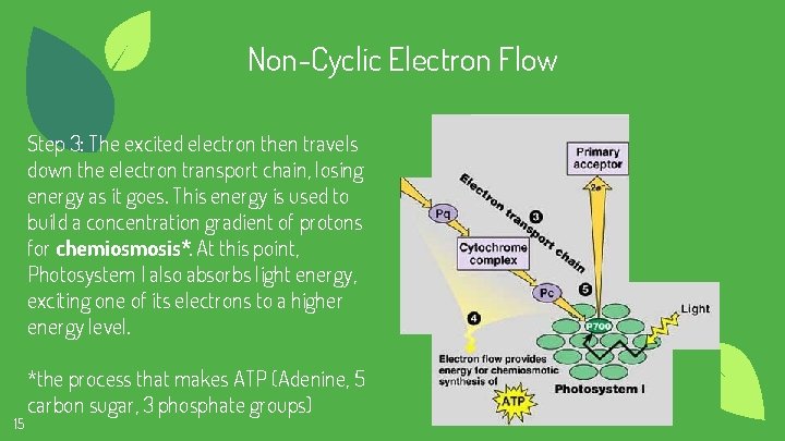 Non-Cyclic Electron Flow Step 3: The excited electron then travels down the electron transport