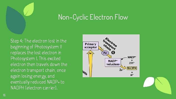 Non-Cyclic Electron Flow Step 4: The electron lost in the beginning of Photosystem II