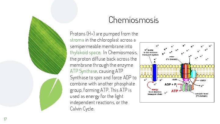 Chemiosmosis Protons (H+) are pumped from the stroma in the chloroplast across a semipermeable