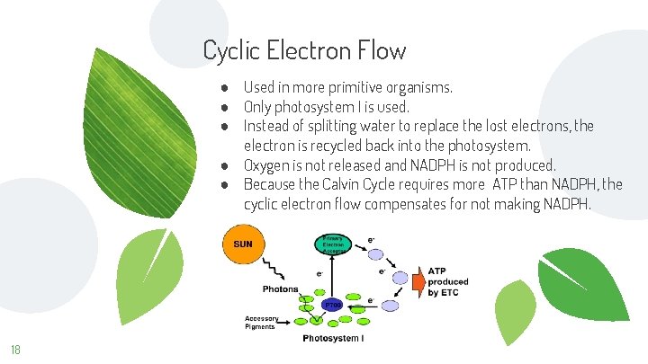 Cyclic Electron Flow ● Used in more primitive organisms. ● Only photosystem I is