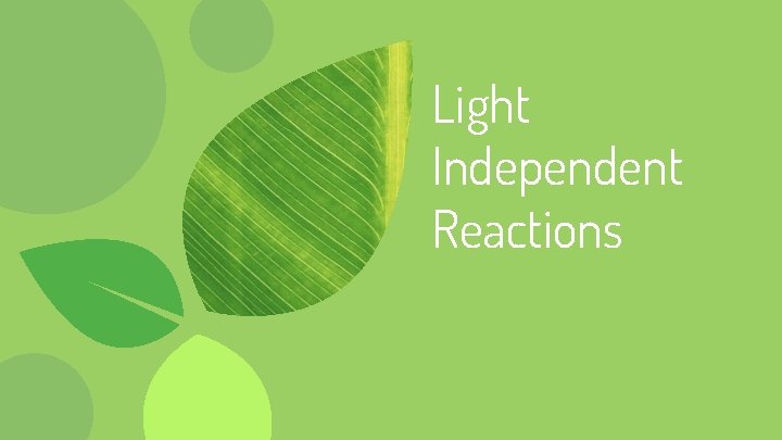 Light Independent Reactions 