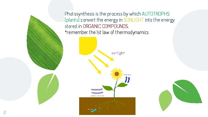 Photosynthesis is the process by which AUTOTROPHS (plants) convert the energy in SUNLIGHT into