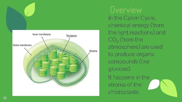 Overview In the Calvin Cycle, chemical energy (from the light reactions) and CO 2