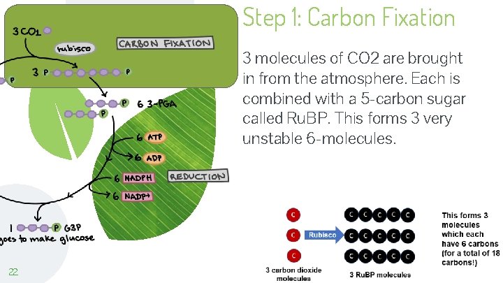 Step 1: Carbon Fixation 3 molecules of CO 2 are brought in from the