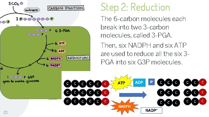Step 2: Reduction The 6 -carbon molecules each break into two 3 -carbon molecules,