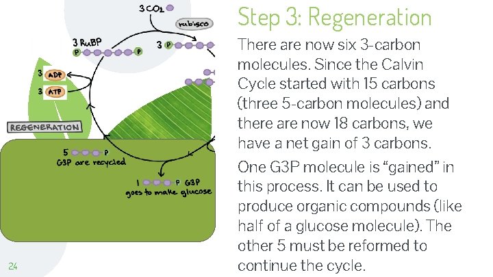 Step 3: Regeneration 24 There are now six 3 -carbon molecules. Since the Calvin