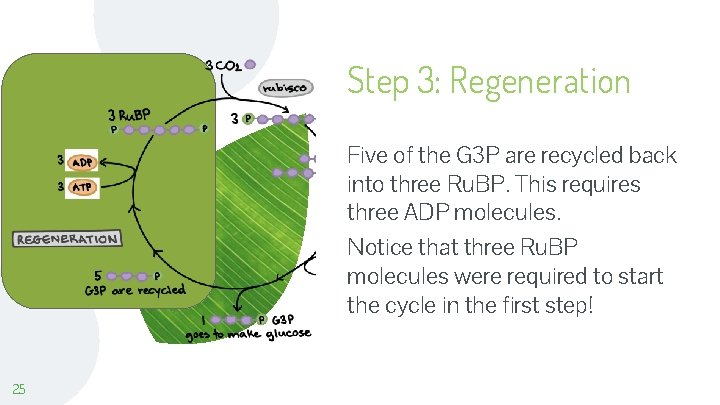 Step 3: Regeneration Five of the G 3 P are recycled back into three