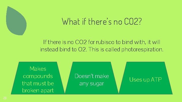 What if there’s no CO 2? If there is no CO 2 for rubisco