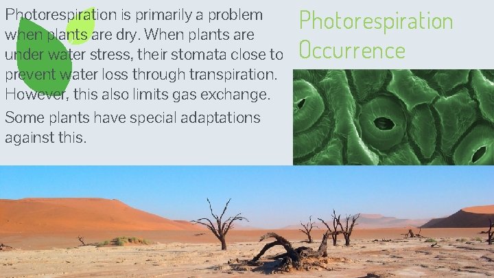 Photorespiration is primarily a problem when plants are dry. When plants are under water