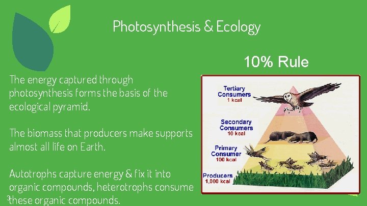Photosynthesis & Ecology 10% Rule The energy captured through photosynthesis forms the basis of