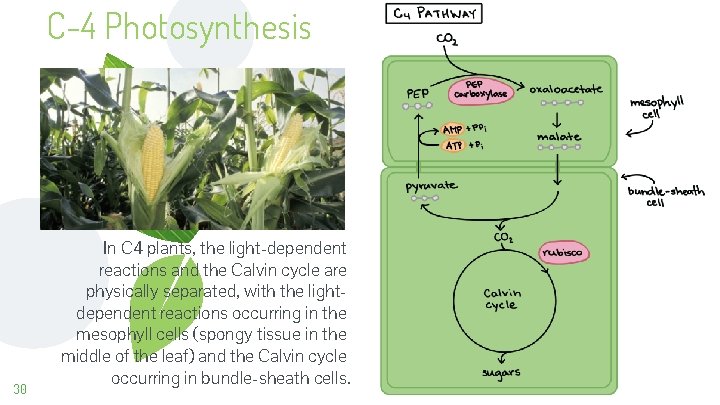 C-4 Photosynthesis 30 In C 4 plants, the light-dependent reactions and the Calvin cycle