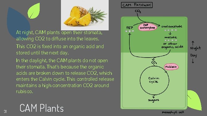 At night, CAM plants open their stomata, allowing CO 2 to diffuse into the