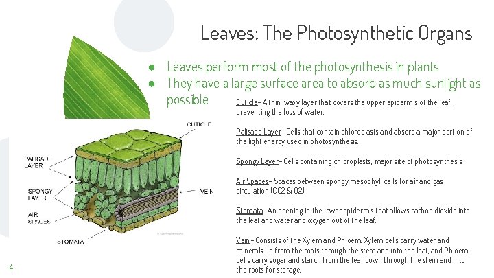 Leaves: The Photosynthetic Organs ● Leaves perform most of the photosynthesis in plants ●