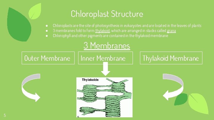 Chloroplast Structure ● ● ● Chloroplasts are the site of photosynthesis in eukaryotes and