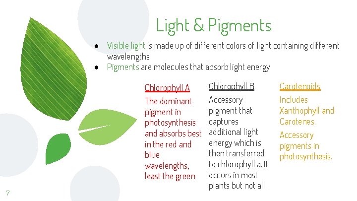 Light & Pigments ● Visible light is made up of different colors of light