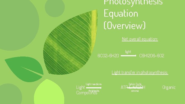 Photosynthesis Equation (Overview) Net overall equation: 6 CO 2+6 H 2 O light C