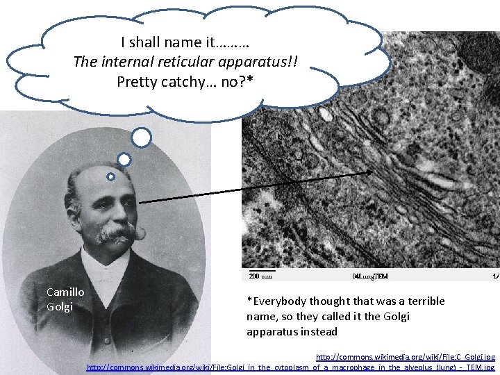 I shall name it……… The internal reticular apparatus!! Pretty catchy… no? * Camillo Golgi