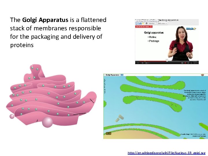 The Golgi Apparatus is a flattened stack of membranes responsible for the packaging and