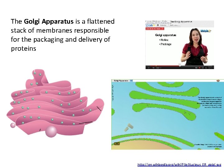 The Golgi Apparatus is a flattened stack of membranes responsible for the packaging and
