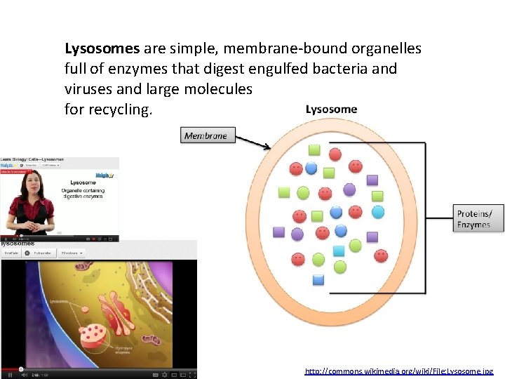 Lysosomes are simple, membrane-bound organelles full of enzymes that digest engulfed bacteria and viruses