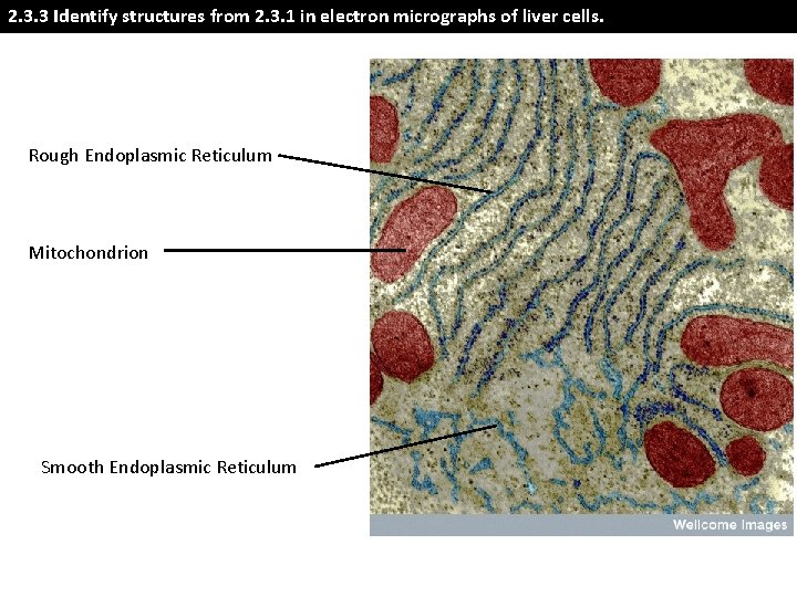 2. 3. 3 Identify structures from 2. 3. 1 in electron micrographs of liver