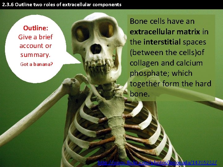 2. 3. 6 Outline two roles of extracellular components Outline: Give a brief account