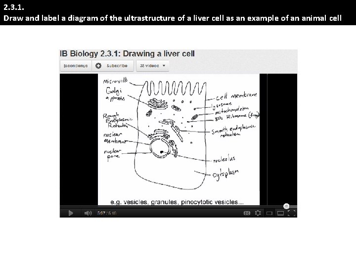 2. 3. 1. Draw and label a diagram of the ultrastructure of a liver