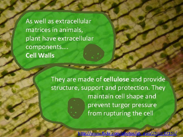 As well as extracellular matrices in animals, plant have extracellular components…. Cell Walls They