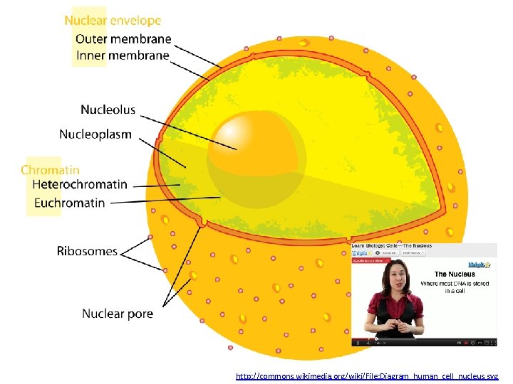 http: //commons. wikimedia. org/wiki/File: Diagram_human_cell_nucleus. svg 
