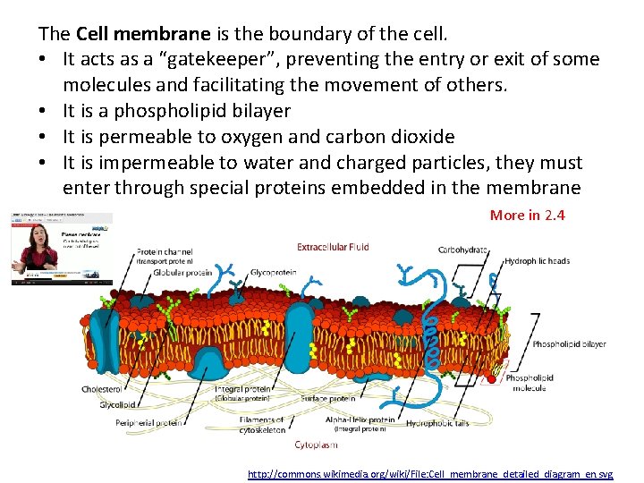The Cell membrane is the boundary of the cell. • It acts as a