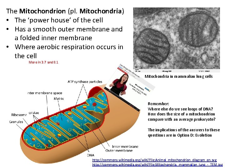 The Mitochondrion (pl. Mitochondria) • The ‘power house’ of the cell • Has a