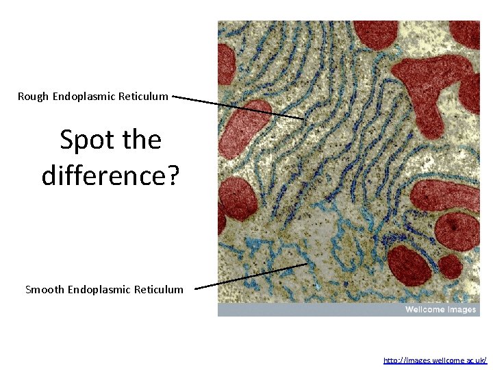 Rough Endoplasmic Reticulum Spot the difference? Smooth Endoplasmic Reticulum http: //images. wellcome. ac. uk/