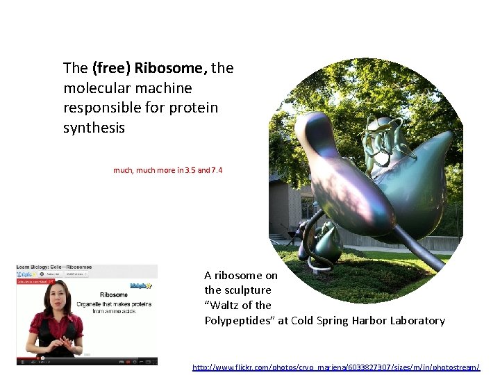 The (free) Ribosome, the molecular machine responsible for protein synthesis much, much more in