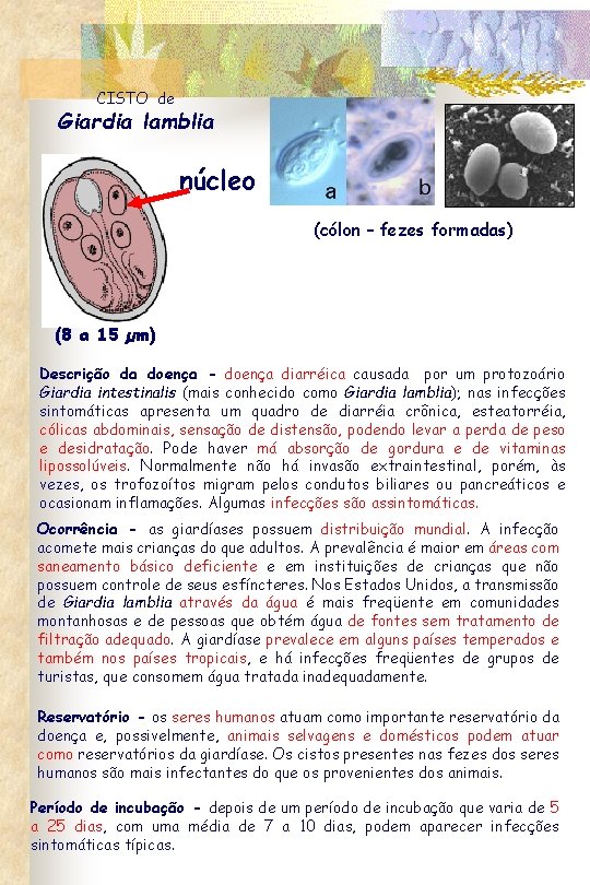 CISTO de Giardia lamblia núcleo (cólon – fezes formadas) (8 a 15 µm) Descrição