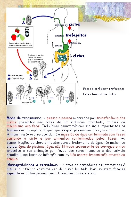 Ingestão de intestino cistos trofozoitas multiplicação, adesão cólon cistos Fezes diarréicas = trofozoítas Fezes