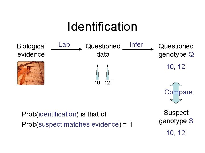 Identification Biological evidence Lab Questioned data Infer Questioned genotype Q 10, 12 10 12