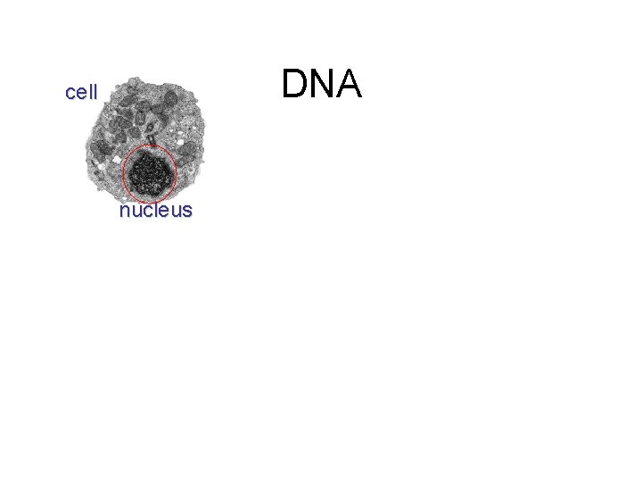 DNA cell nucleus 