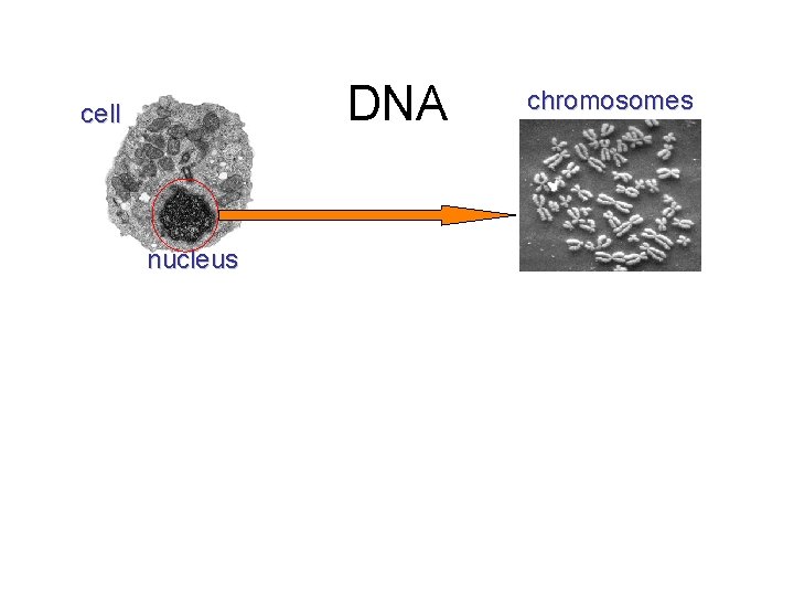 DNA cell nucleus chromosomes 
