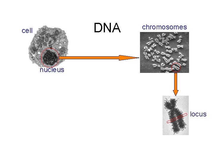 DNA cell chromosomes nucleus locus 
