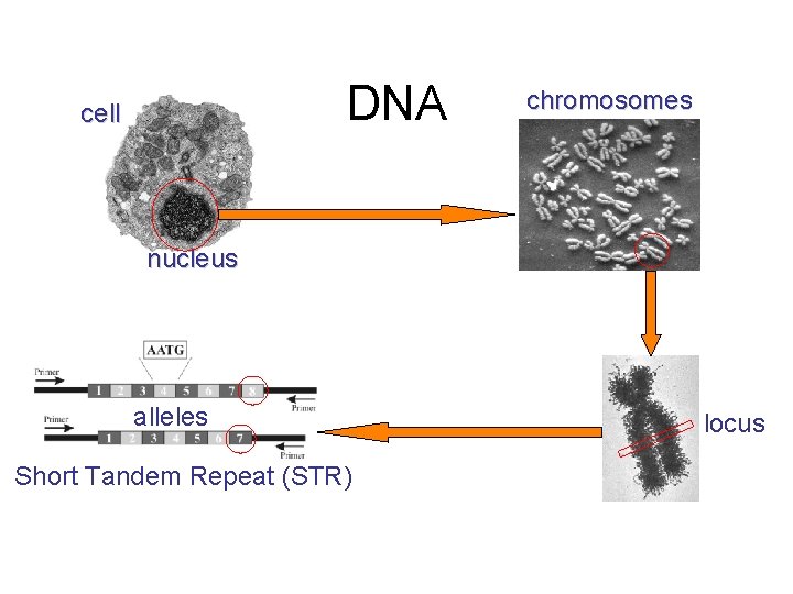 DNA cell chromosomes nucleus alleles Short Tandem Repeat (STR) locus 