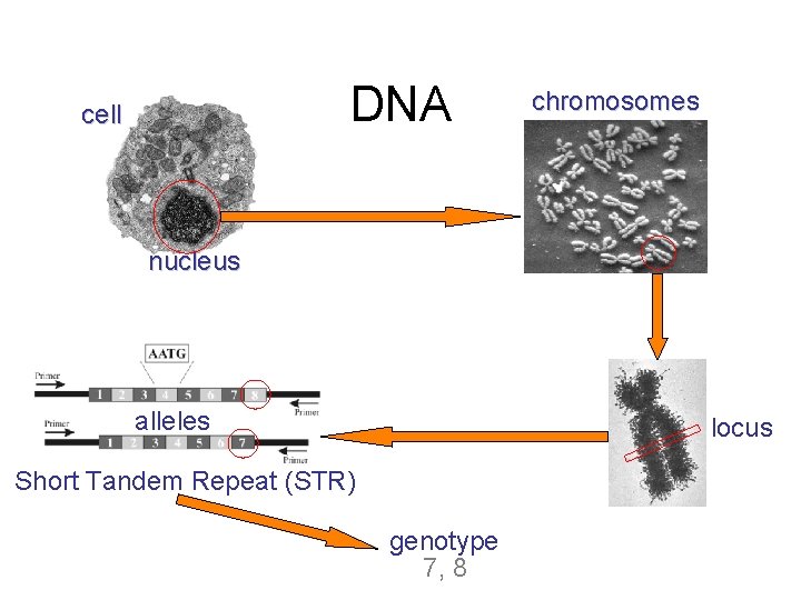 DNA cell chromosomes nucleus alleles locus Short Tandem Repeat (STR) genotype 7, 8 