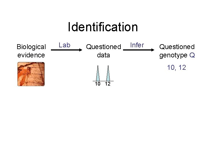 Identification Biological evidence Lab Questioned data Infer Questioned genotype Q 10, 12 10 12