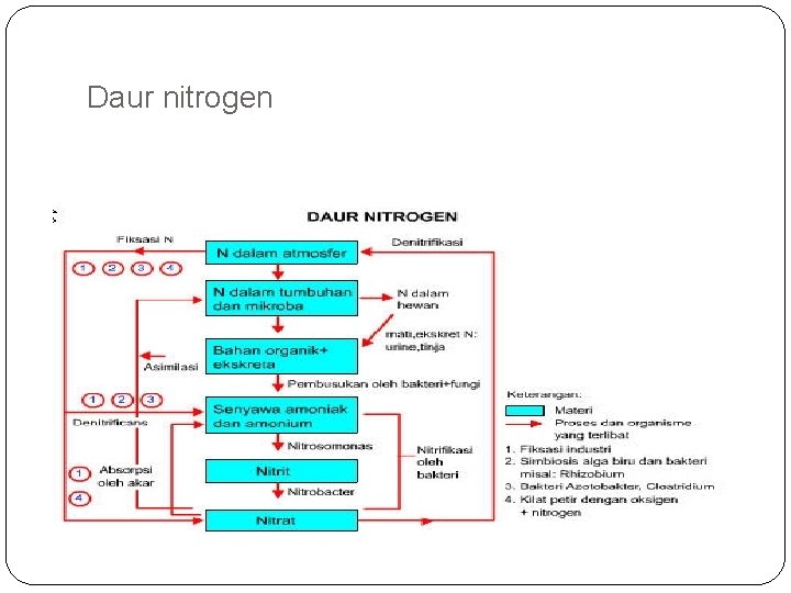 Daur nitrogen 