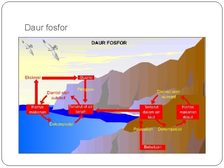 Daur fosfor 