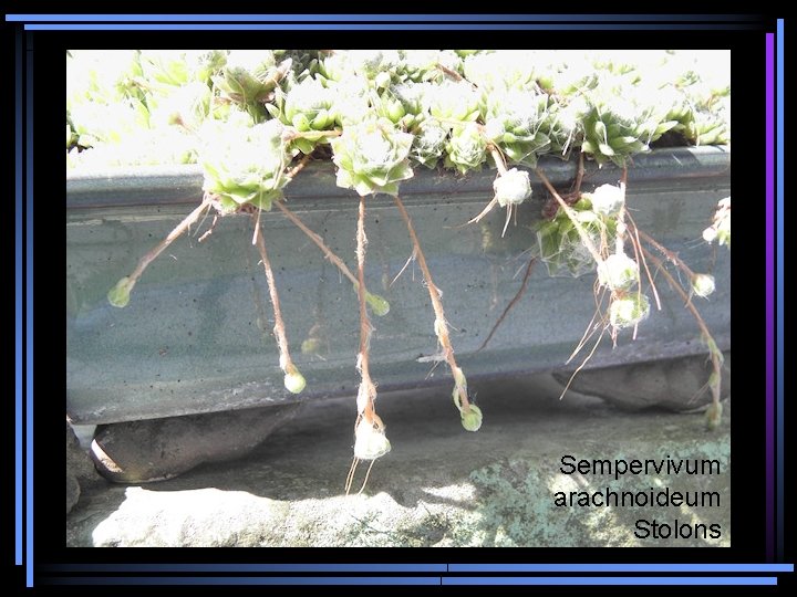 Sempervivum arachnoideum Stolons 