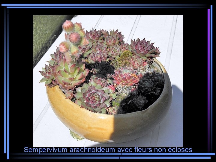 Sempervivum arachnoideum avec fleurs non écloses 